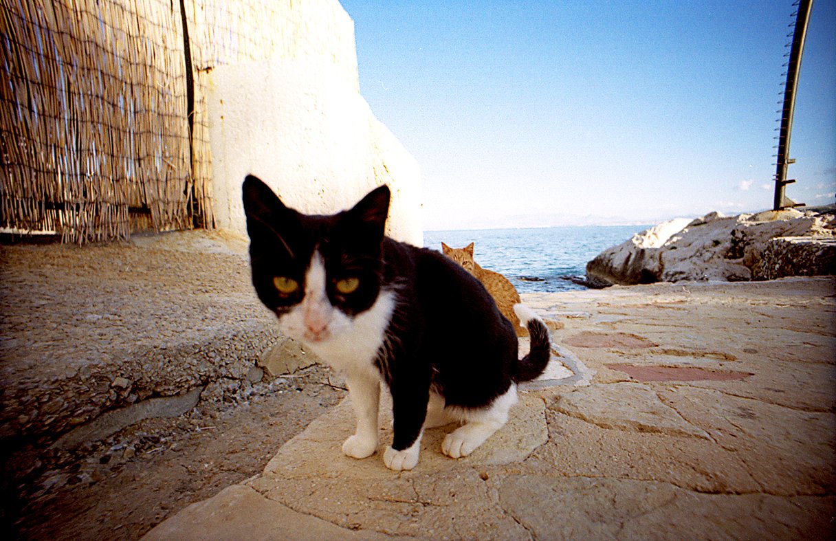 Kodak Colorplus 200 / 135